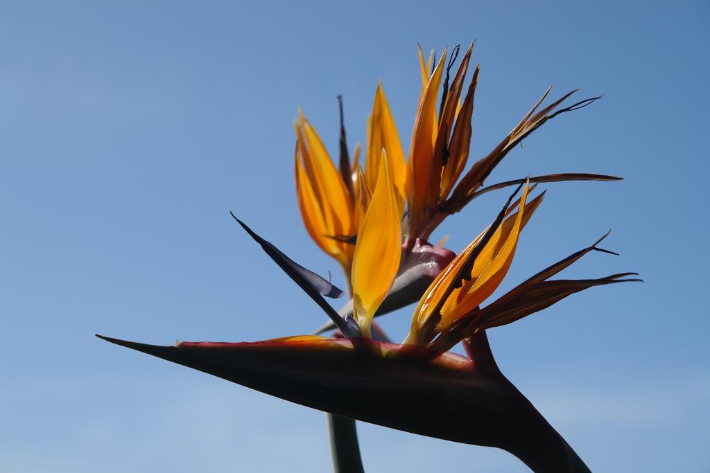 Quinta Sao Goncalo Villa Funchal  Eksteriør bilde